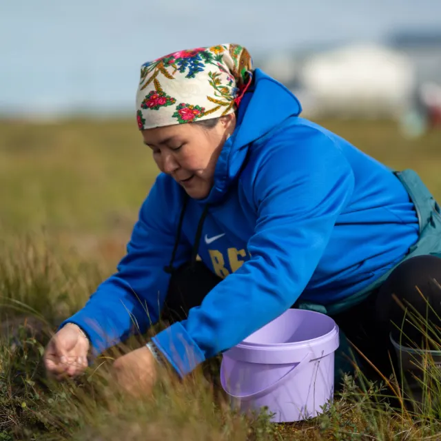 Brenda Carmichael picking blueberries in the Tundra